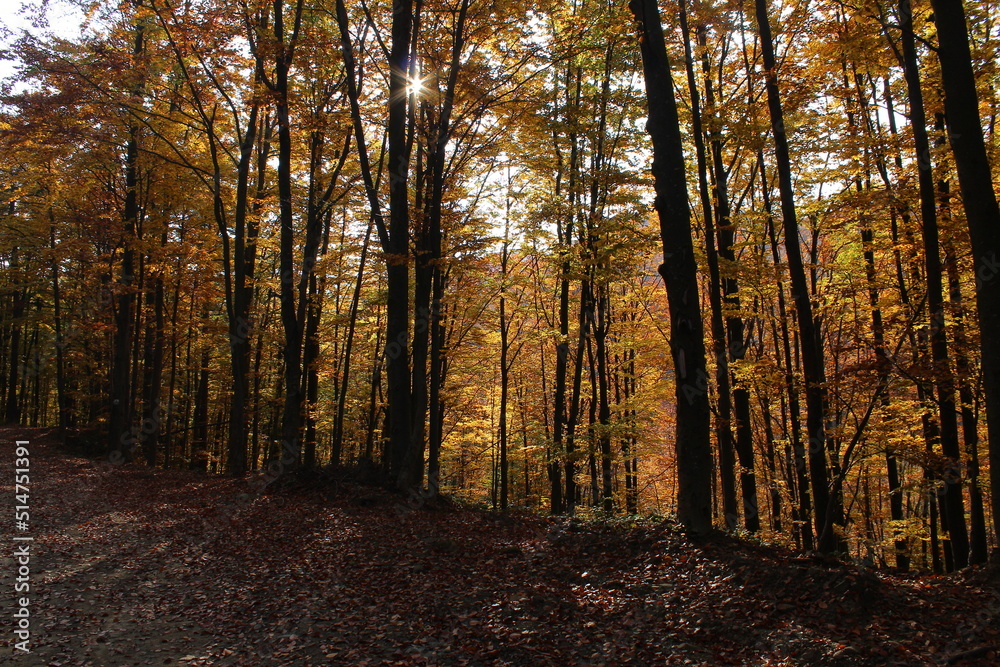 Fototapeta premium autumn in the woods