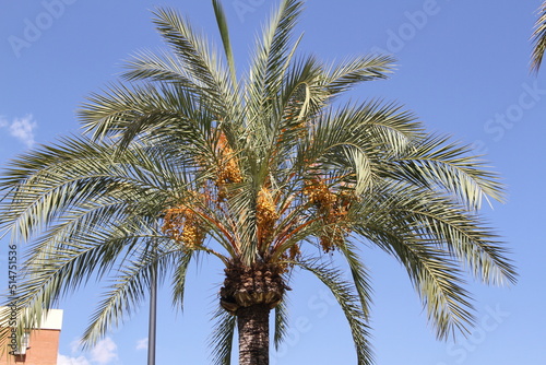 parrot on palm tree