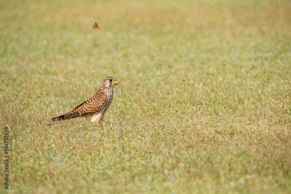Kestrel Kestrel