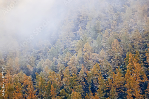 autumn fog landscape forest mountains, trees view mist