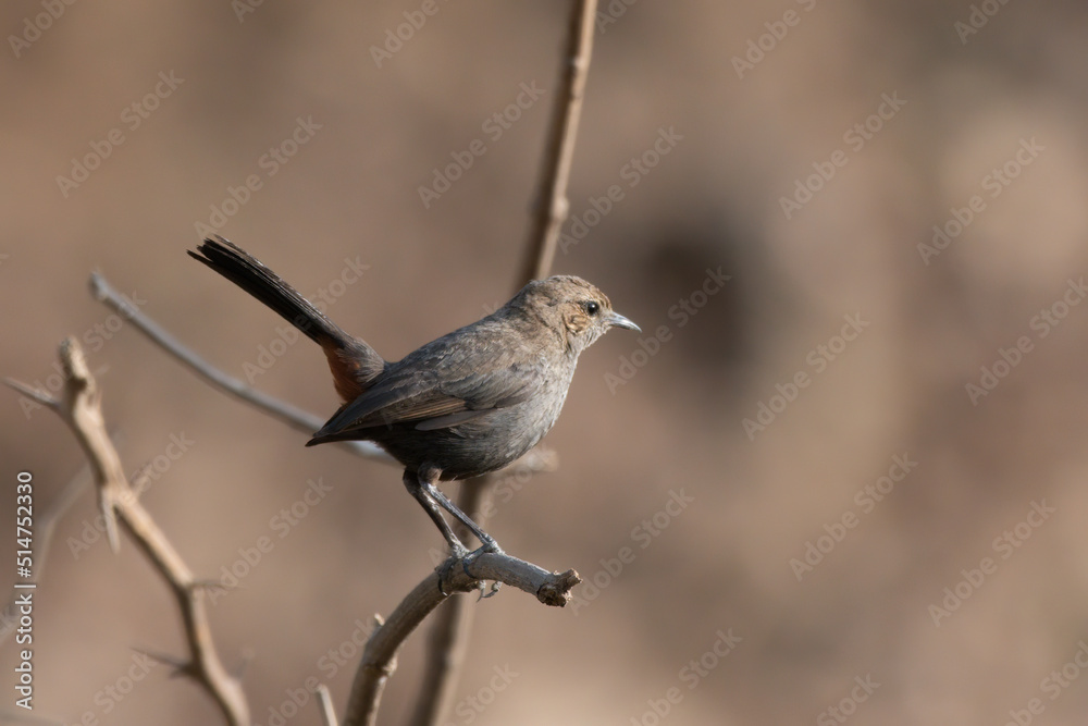 Fototapeta premium A female Indian robin (Copsychus fulicatus) spotted in Bera in Rajasthan, India