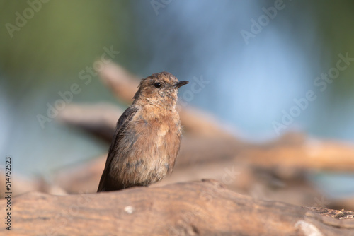 A female Indian robin (Copsychus fulicatus) spotted in Bera in Rajasthan, India photo