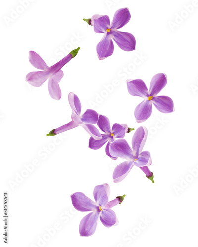 Falling lilac flower isolated on white background  full depth of field  clipping path