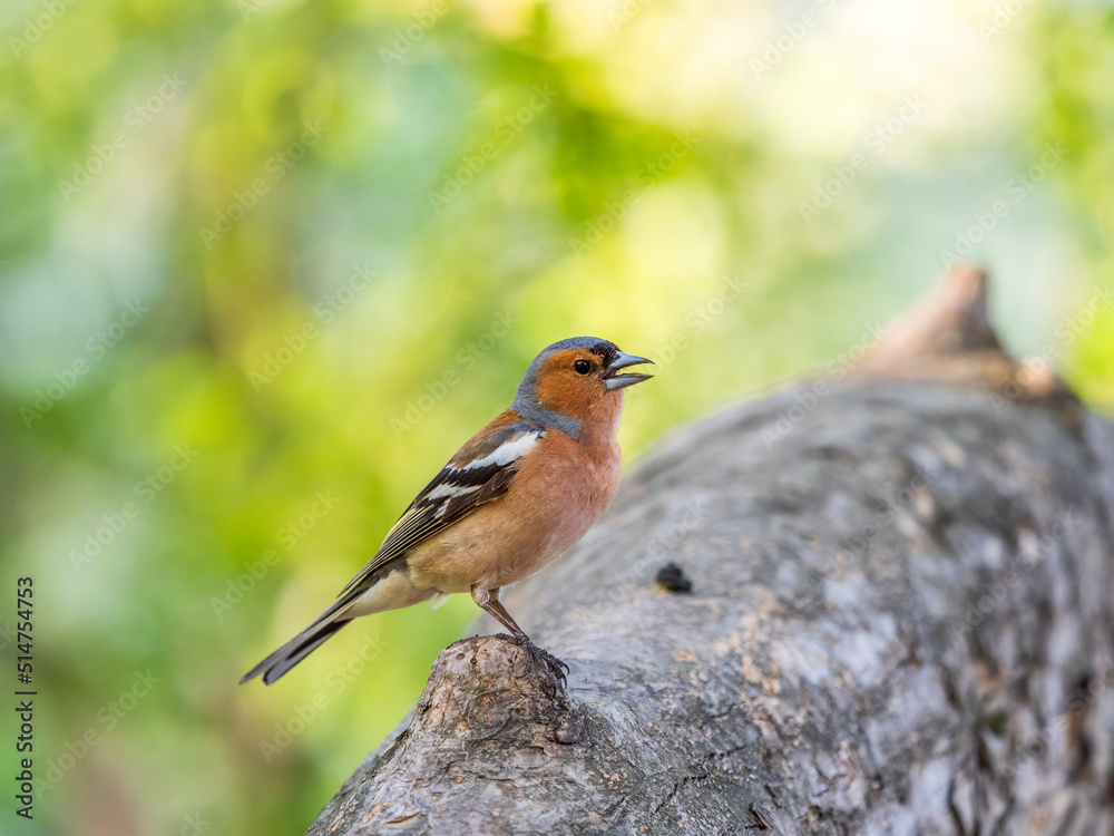 Common chaffinch, Fringilla coelebs, sits on a tree. Common chaffinch in wildlife. Common chaffinch, Fringilla coelebs, sits on a tree. Common chaffinch in wildlife.