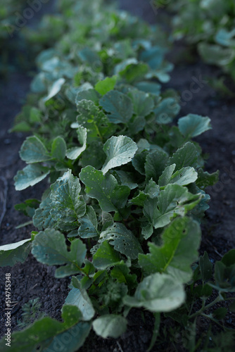 Radish leaves that are damaged by pests in the fields. High quality photo
