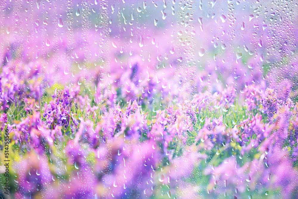 Obraz premium spring wild flowers rain drops abstract background