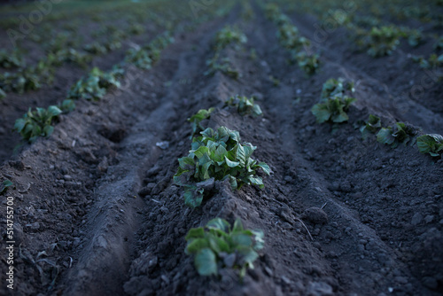 Rows of young potatoes in the field. High quality photo
