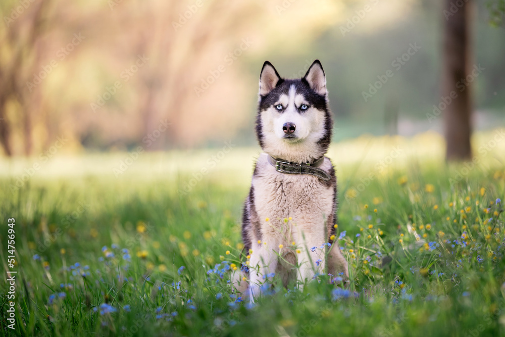 A charming dog of the Siberian Husky breed walks in a collar in nature in the park.