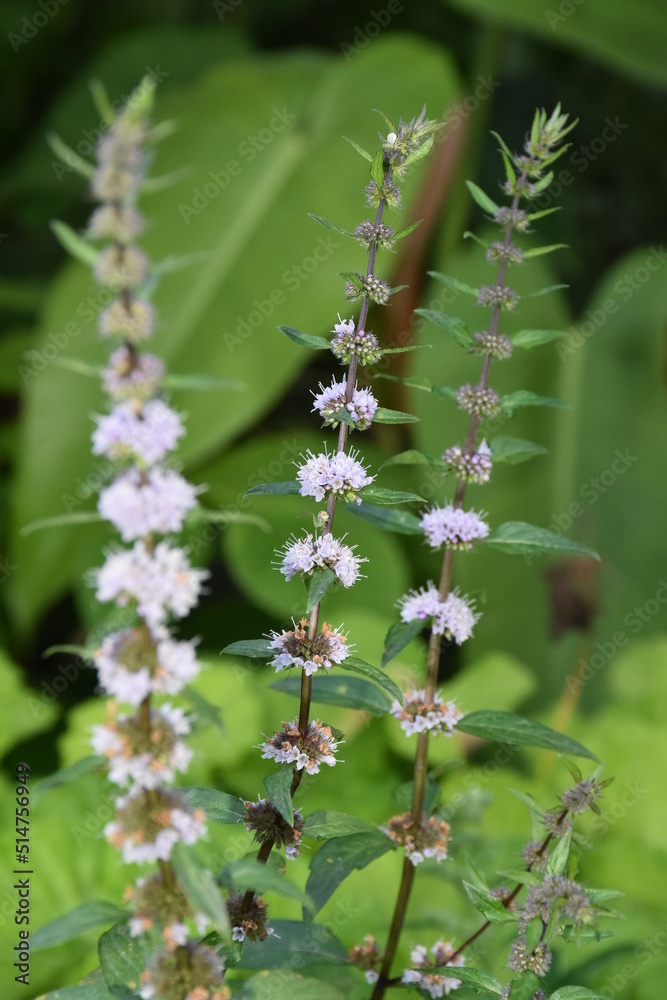 flowering mint