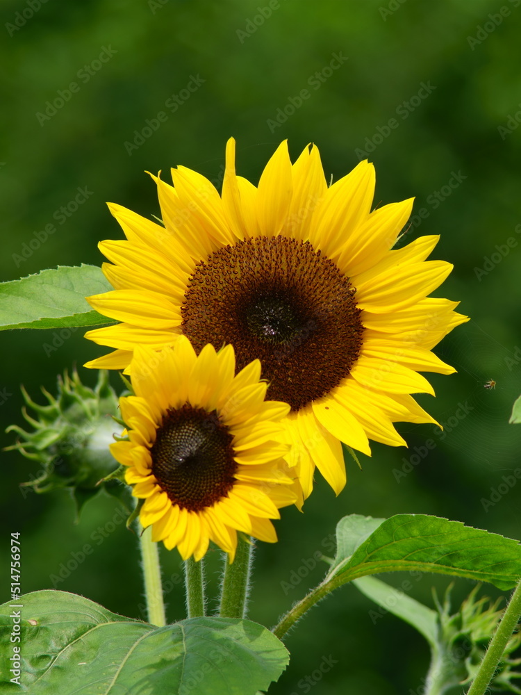 When it comes to the best summer flower, it is the sunflower
When it comes to the best summer flower, it is the sunflower
