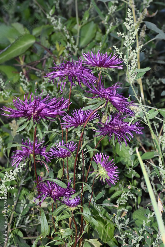 Obraz premium Summer garden flower