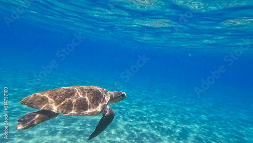 sea turtle swimming in the greek ocean
