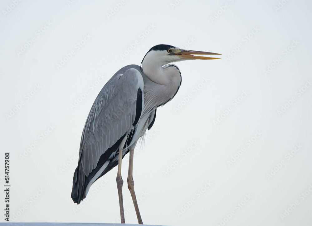 gray heron, sea, bird, heron, nature, animal, grey, water, great blue heron, wild, blue heron, fishing, istanbul gray heron, sea, bird, heron, nature, animal, grey, water, great blue heron, wild, blue heron, fishing, istanbul