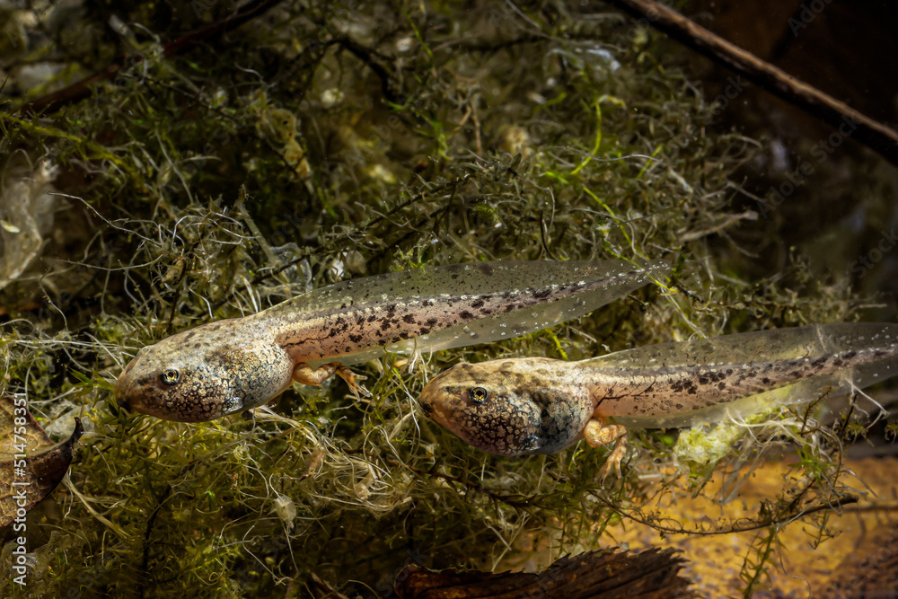 Two tadpoles of the grass frog swim across the bottom of the pond, Rana temporaria Two tadpoles of the grass frog swim across the bottom of the pond, Rana temporaria