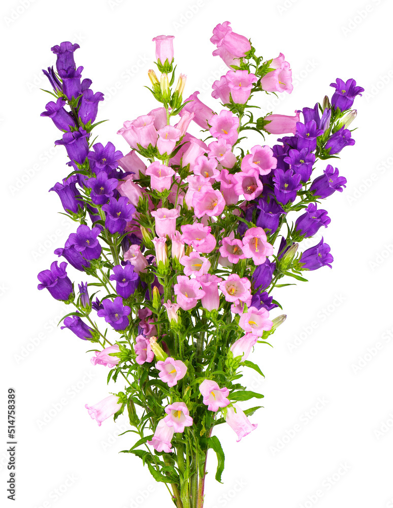 Campanula medium flowers isolated on white background. Bouquet of Canterbury bells or bell flower.