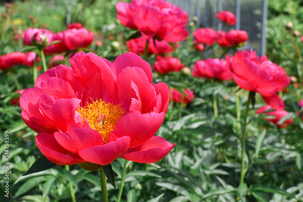 A large peony flower on the background of nature. Botanical Garden A large peony flower on the background of nature. Botanical Garden