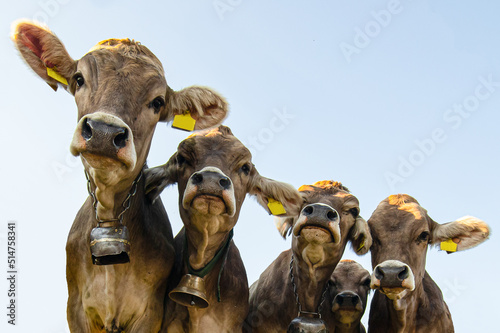 A group of funny, young and curious cows on the pasture against blue sky looking at camera