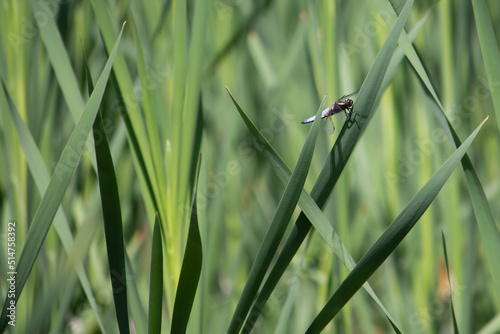 Little blue dragonfly  is sitting in in the dense reeds, Libellula depressa photo