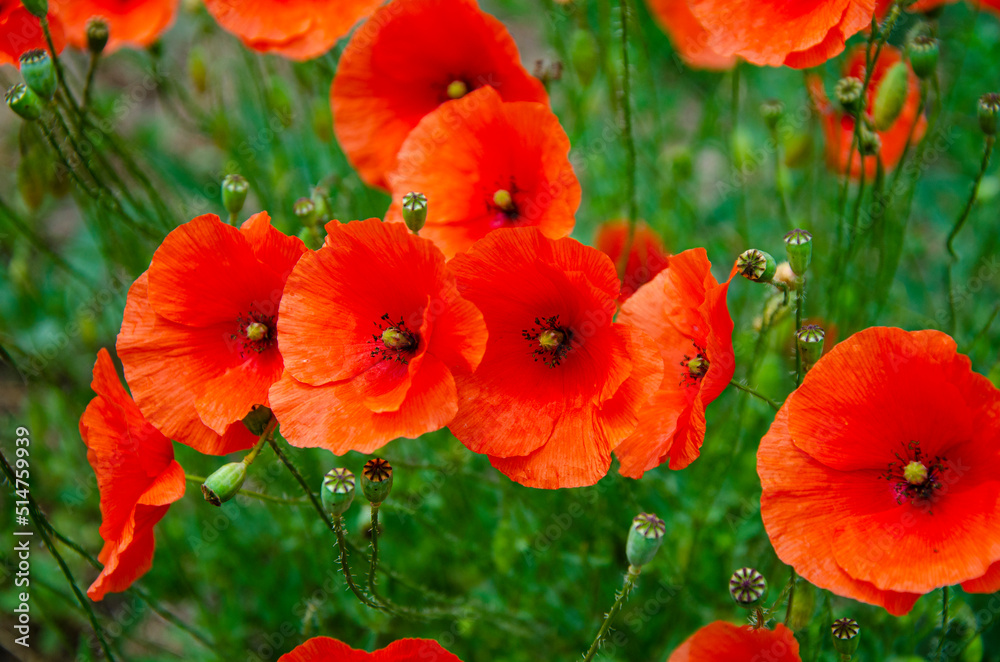 Fototapeta premium field of red poppies at sunset.flower closeup nature colorful grass.Beautiful red poppies