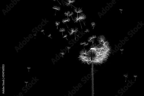 Pusteblume schwarzweiß