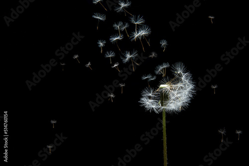 Pusteblume