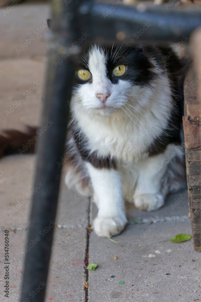 Fototapeta premium white and black cat with green eyes and narrow pupils on concrete tiles under metal bench