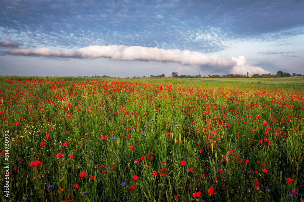 So called roll cloud over the field full of poppies
