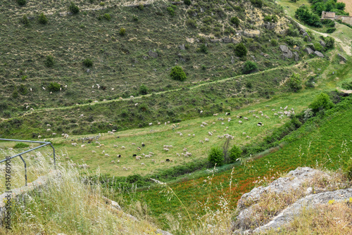 flock of sheep in the meadow