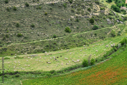 flock of sheep in the meadow