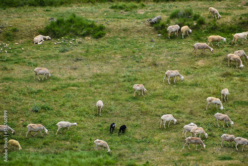 flock of sheep in the meadow