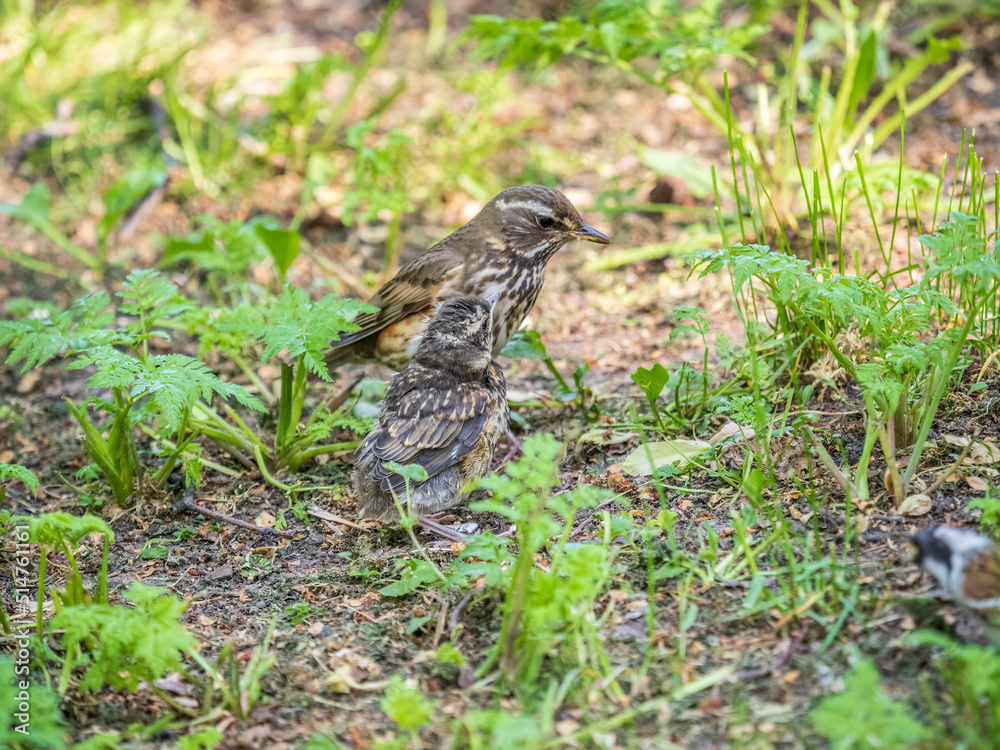 Fototapeta premium Wood bird Redwing, Turdus iliacus, feeds the chick with earthworms on the ground. An adult chick left the nest but its parents continue to take care of him.