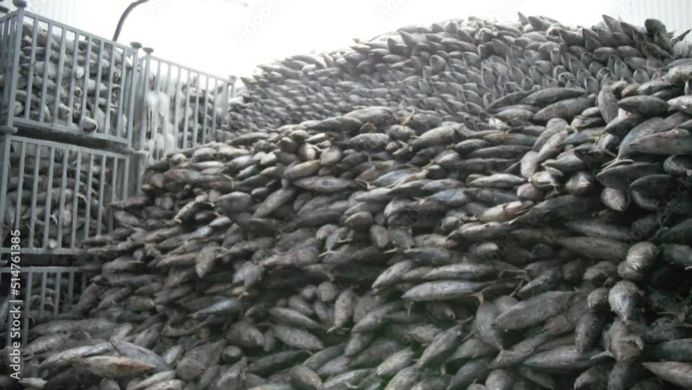 Large Batches Of Fish Caught In A Frozen Warehouse, Ready To Enter The Cannery Large Batches Of Fish Caught In A Frozen Warehouse, Ready To Enter The Cannery