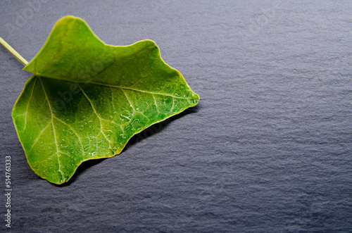 green leaf on black background