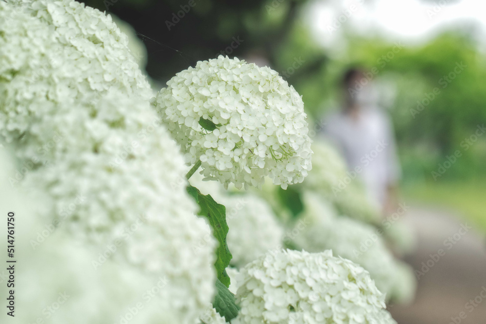 滋賀県守山市の「もりやま芦刈園」に咲く紫陽花(アナベル) 滋賀県守山市の「もりやま芦刈園」に咲く紫陽花(アナベル)