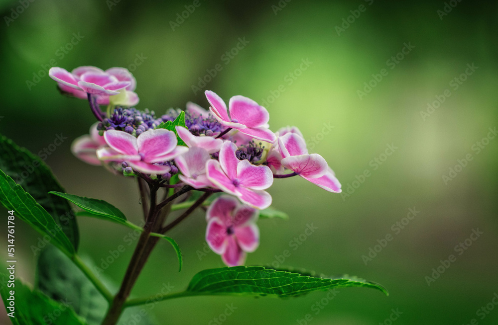 満開の額紫陽花 満開の額紫陽花