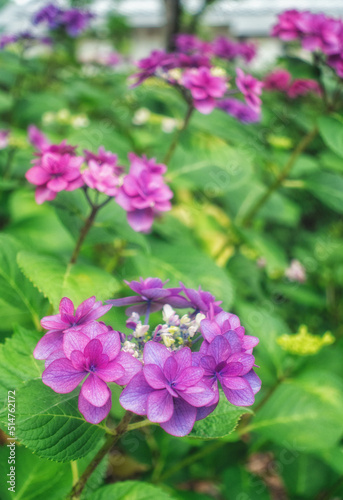 滋賀県守山市の「もりやま芦刈園」に咲く満開の額紫陽花