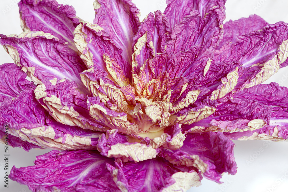 Naklejka premium Peking cabbage of lilac color on a white background..