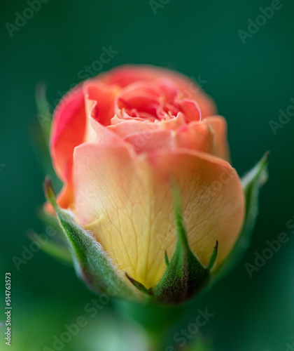 Early morning rose