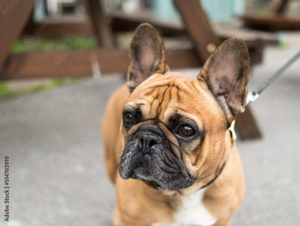 french bulldog portrait