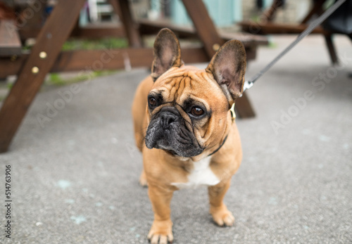 french bulldog puppy © johannknox