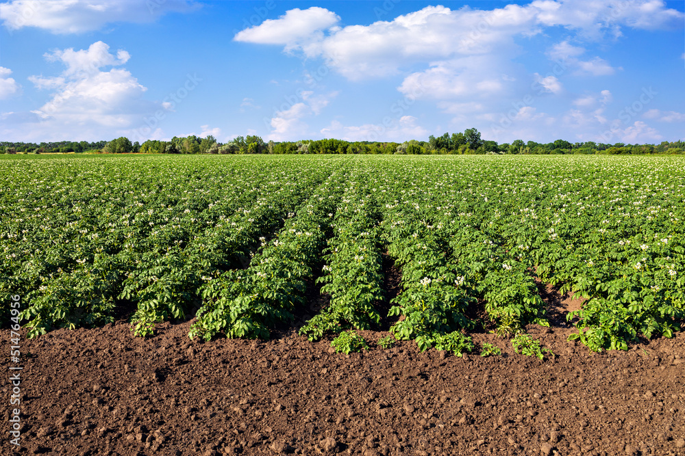 blooming potato field and blue sky with clouds blooming potato field and blue sky with clouds