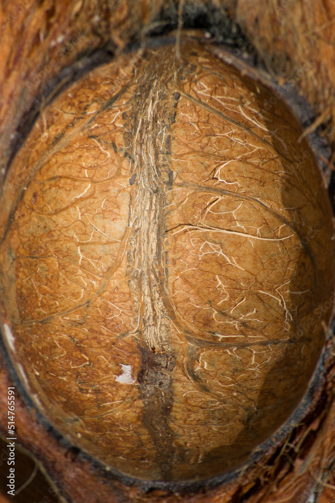 The interior of the dried coconut, called the pericarp (endocarp) of