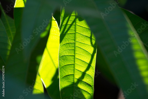 Mango palmer (Mangifera indica) leaf with sunlight streaming through the leaf.