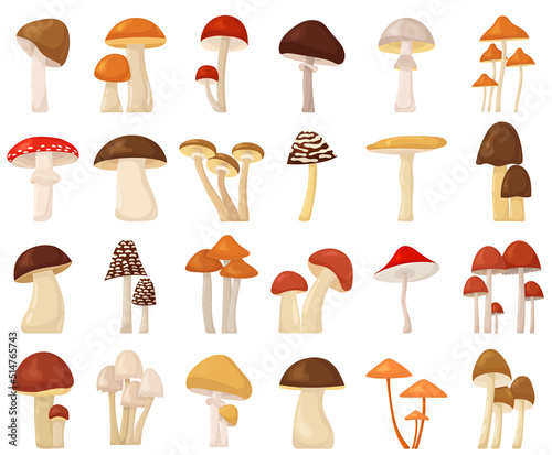 mushrooms set, collection in flat design set isolated, vector