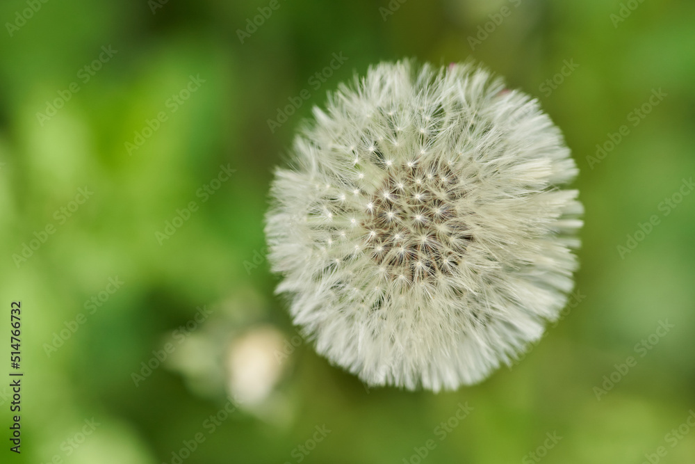 A dandelion flower head selective focus