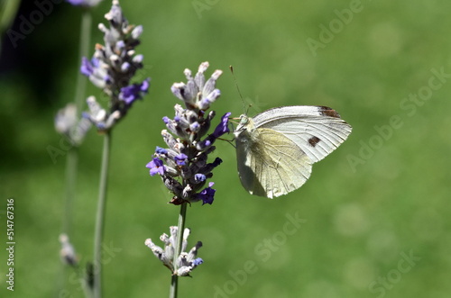 Zitronenfalter an einer Lavendelblüte