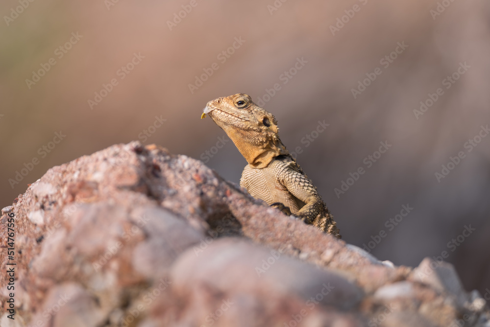Close-up of the Agama lizard in wild nature Close-up of the Agama lizard in wild nature