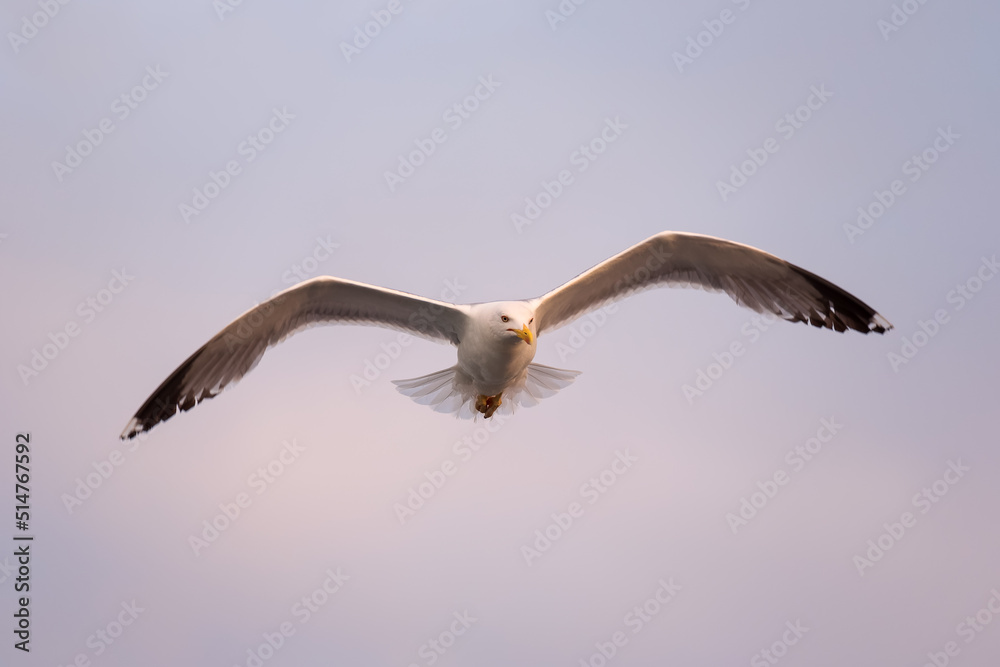 Beautiful black-backed gull flying in blue sky Beautiful black-backed gull flying in blue sky