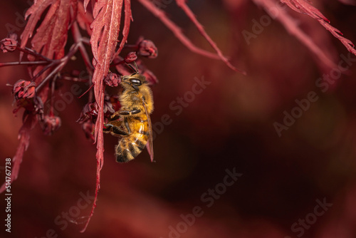Bee collecting pollen of red leaves