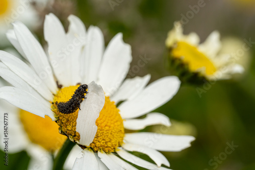 Black caterpillar eating white leaf of camomile leafs